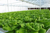 Rau hữu cơ vẫn “bẩn”