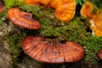 Nấm linh chi giúp tăng miễn dịch