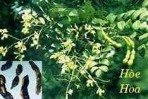 Vị thuốc quý từ cây hoa hòe