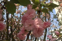 Hoa Anh đào khoe sắc trước lễ hội Yên Tử 2018