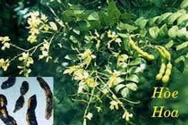 Vị thuốc quý từ cây hoa hòe