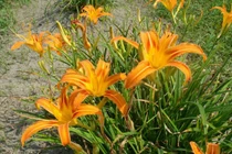 Hoa hiên chữa vàng da