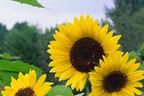 Hoa hướng dương trị viêm đường tiết niệu