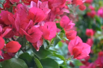 Keo giúp hoa giấy lâu tàn