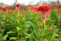 Hoa mào gà tiêu viêm, cầm máu