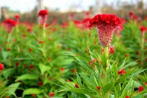 Hoa mào gà tiêu viêm, cầm máu