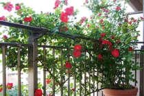 Không trồng hoa hồng nơi kém nắng