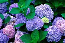 Hoa cẩm tú cầu có thể gây hôn mê, co giật