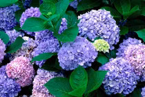 Hoa cẩm tú cầu có thể gây hôn mê, co giật