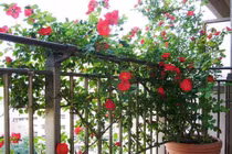 Không trồng hoa hồng nơi kém nắng