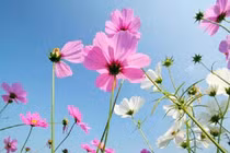 Cách trang trí nội ngoại thất bằng hoa cánh bướm