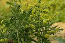 Hoạt chất phòng ung thư từ cây thanh hao hoa vàng