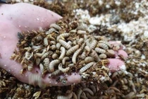 Bột đạm từ ấu trùng ruồi lính đen