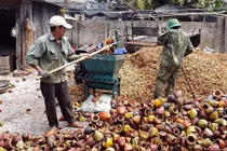 Thức ăn chăn nuôi từ vỏ ca cao