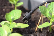 Nước tưới chứa dưỡng chất chăm sóc cây