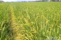 Rủi ro khi tự ý canh tác giống lúa ST25 