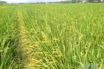 Rủi ro khi tự ý canh tác giống lúa ST25 