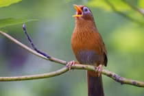 Nguồn gốc của nhịp điệu âm nhạc