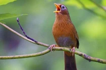 Nguồn gốc của nhịp điệu âm nhạc