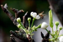 Lê, mận, đào khoe sắc sớm đón xuân