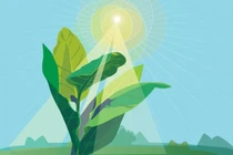 Kỹ thuật đột biến gene khiến thực vật hấp thụ CO2 gấp 2 lần