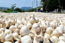 Đặc điểm của tỏi Lý Sơn