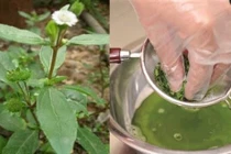 Rau ngót + cỏ mực trị miệng lở loét lâu ngày