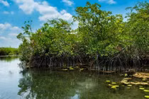 Bí ẩn khu rừng ngập mặn trong vùng nước ngọt
