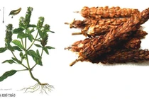 Hạ khô thảo giảm huyết áp