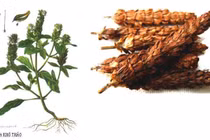 Hạ khô thảo giảm huyết áp