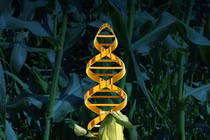 Cây trồng “lấy cắp” gene từ các loài khác để tiến hóa