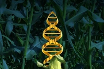 Cây trồng “lấy cắp” gene từ các loài khác để tiến hóa
