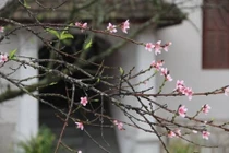 Vì sao hoa đào nở giữa mùa thu?