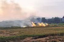 Nhức nhối vấn nạn đốt rơm