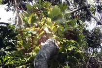 Dương xỉ - loài thực vật có tổ chức xã hội