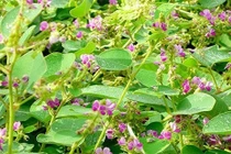 Chữa sỏi thận bằng Đông y 