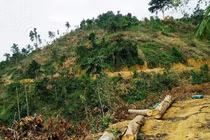 Hiểu đúng về hiện trạng rừng Việt Nam