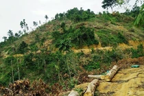 Hiểu đúng về hiện trạng rừng Việt Nam