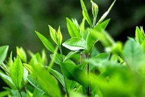 Chè xanh giải nhiệt