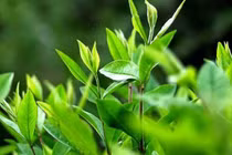 Chè xanh giải nhiệt