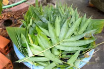 Trị bệnh da mùa hè từ lá thiên nhiên