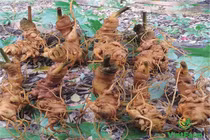 Sâm Ngọc Linh thật phải có tem chỉ dẫn