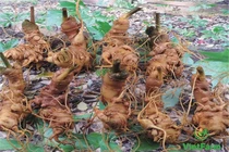 Sâm Ngọc Linh thật phải có tem chỉ dẫn