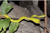 Rắn xuất hiện nhiều sau lũ