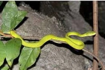 Rắn xuất hiện nhiều sau lũ