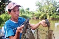 Đi săn trứng cá tỳ bà