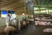 Giá thức ăn chăn nuôi tăng cao: Áp lực đè nặng người nông dân