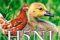 Cà Mau: 1 bệnh nhân nghi nhiễm cúm A/H5N1