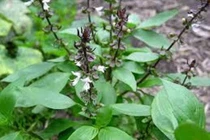 Lá hương nhu giúp tóc dài, bóng mượt