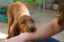 Cách xử lý động vật cắn